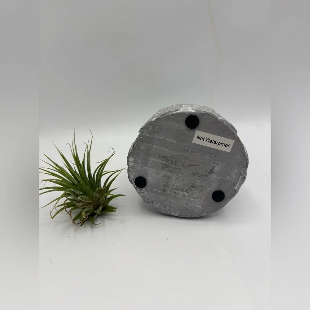 Modern Boho Live Air Plant - Grey Leaf Relief Concrete Pot